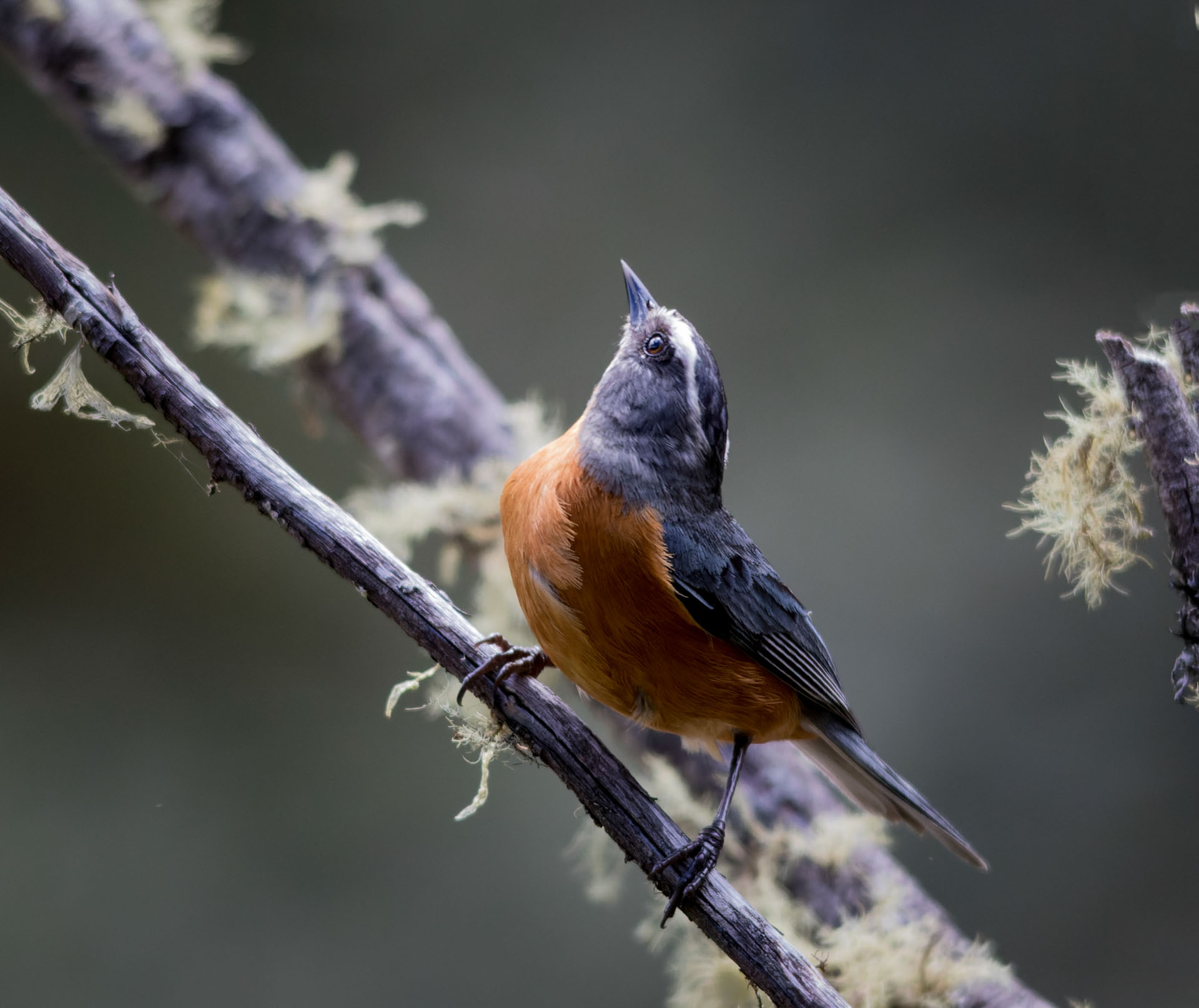 White-browed Conebill