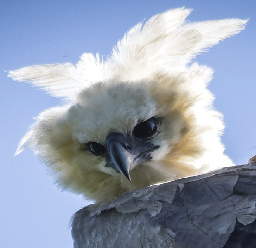 Harpy Eagle