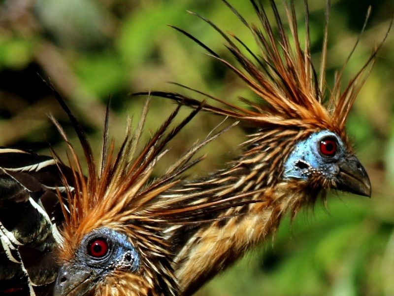 Hoatzin