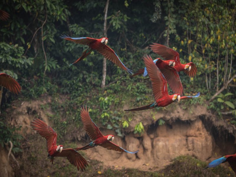 Red-and-green Macaw