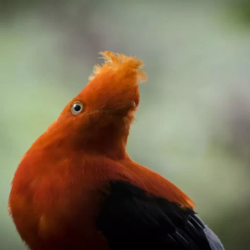 1-Andean Cock of the Rock.