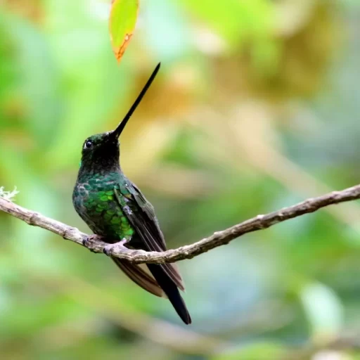 1-Sword-billed Hummingbird
