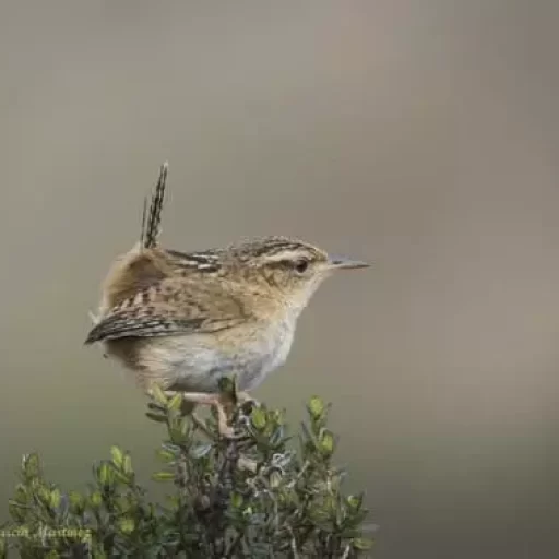 1- grass wren