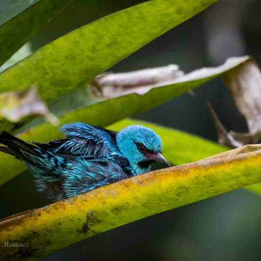 2- Dacnis