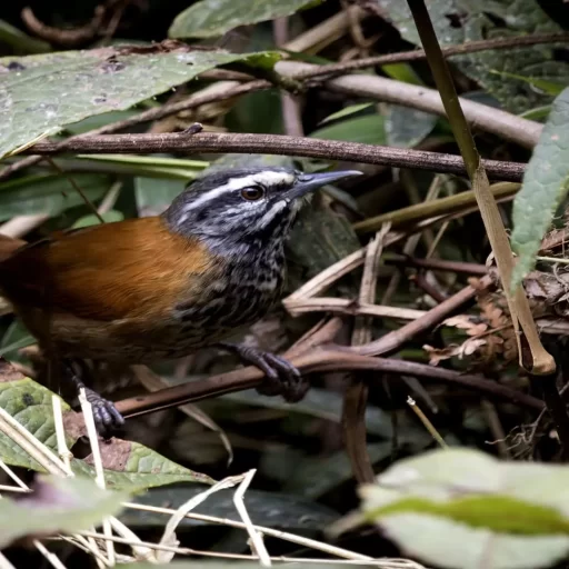 2-Inca Wren