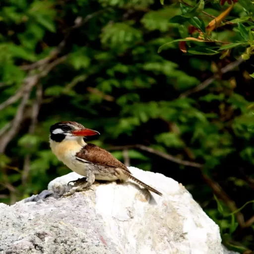 2-White-eared Puffbird