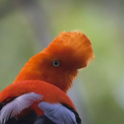 2-andean Cock of the Rock