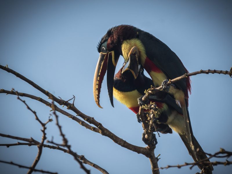 Chestnut-eared Aracari
