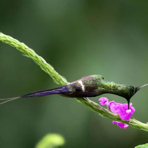 2-thorntail