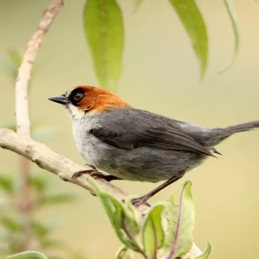 3-Apurimac Brushfinch (Atlapetes forbesi)