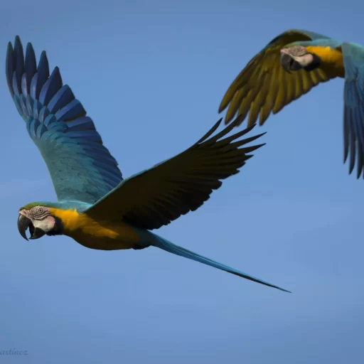 3-Blue-and yellow Macaw
