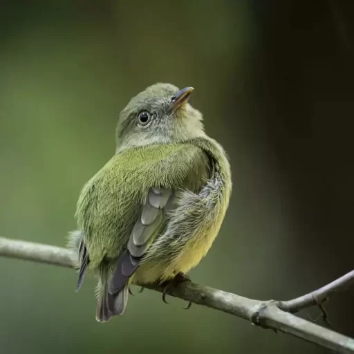 3- Dwarf Tyrant-Manakin