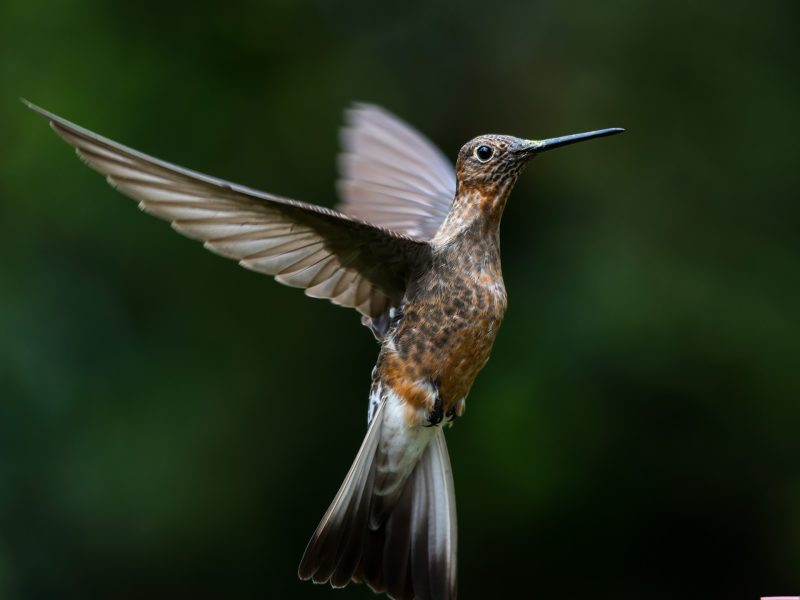 Giant Hummingbird
