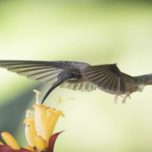 3-colibri