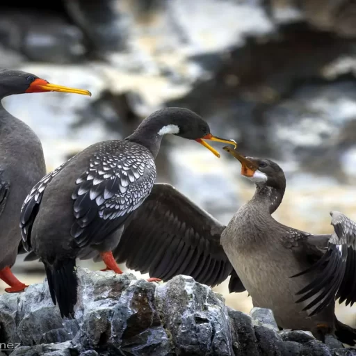 3-cormorant