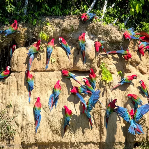 4- Macaw collpa