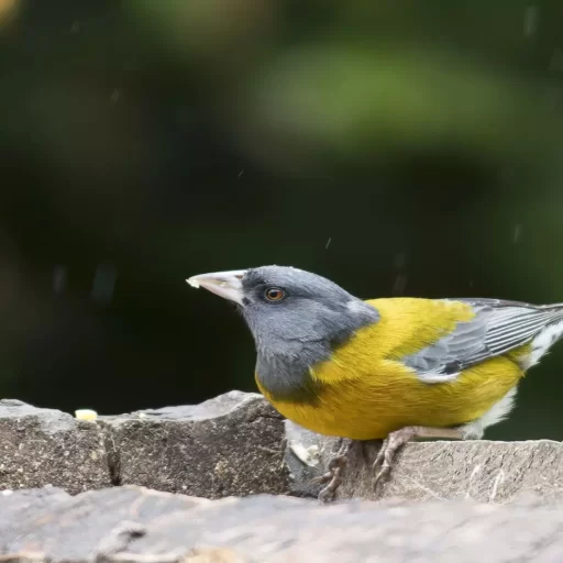 4-Peruvian Sierrafich