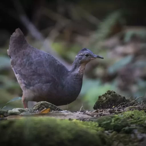 4-tinamou