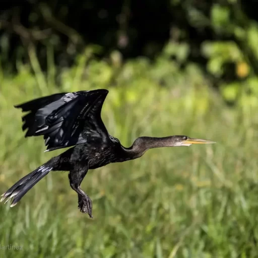 5-Anhinga