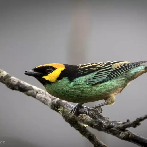 6-Saffron-crowned Tanager