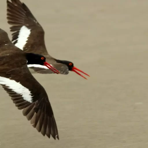 American Oystercatcher (Haematopus palliatus)