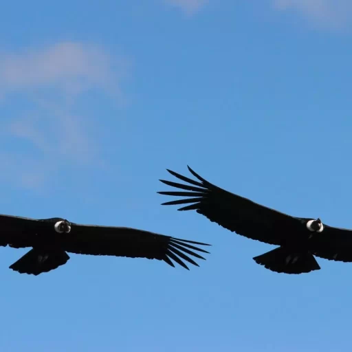 Andean Condor (Vultur grypus)
