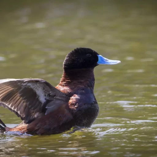 Andean duck