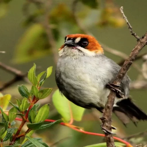 Apurimac Brushfinch (Atlapettes forbesi)