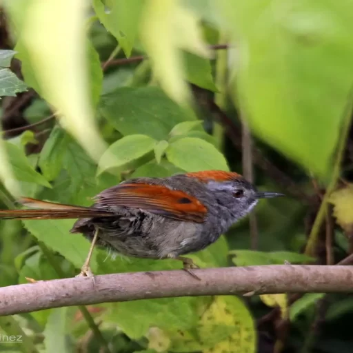 Apurimac Spinetail (Synallaxis courseni)