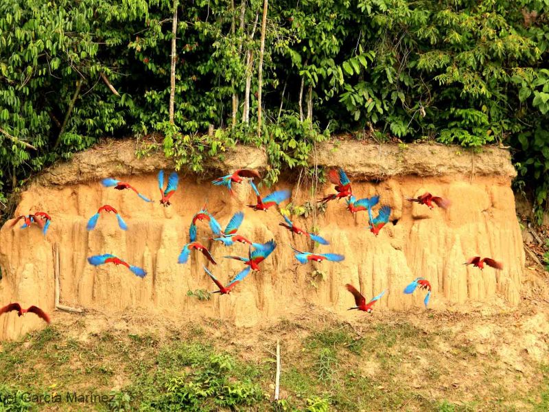 Blanquillo Clay lick