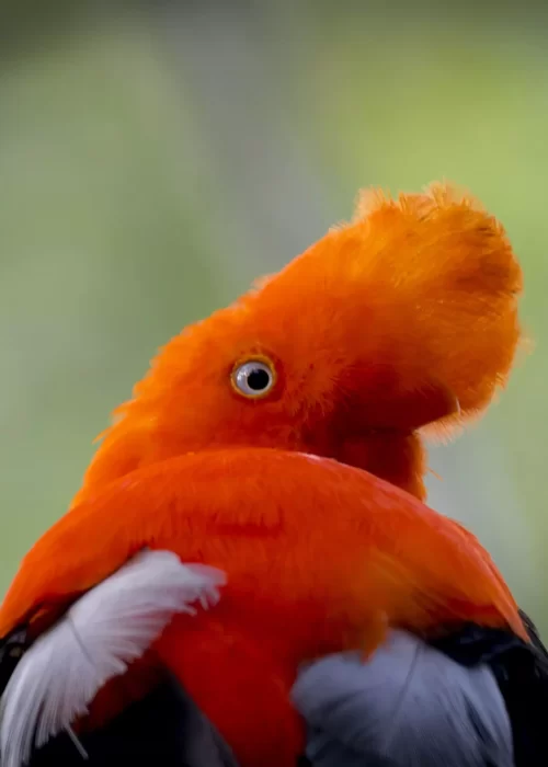 Cock of the rock