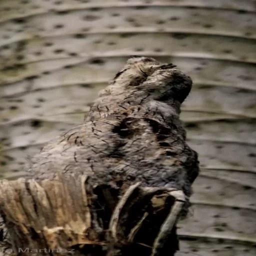 Common Potoo (Nyctibius griseus)
