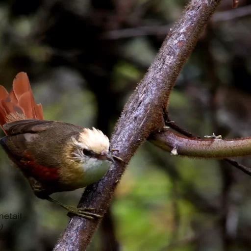 Creamy-crested Spinetail (Cranioleuca albicapilla)