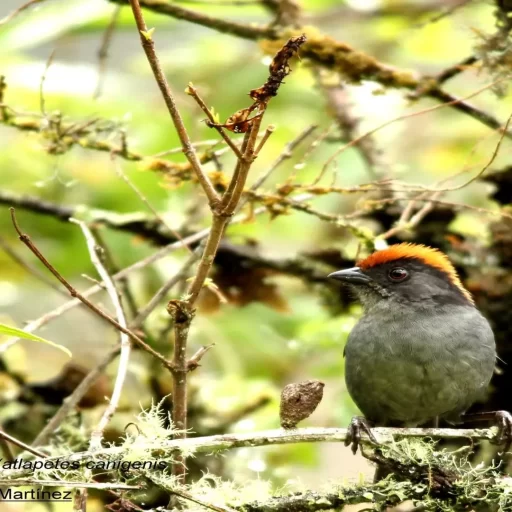 Cuzco Brushfinch (Atlapetes Canigena) - copia