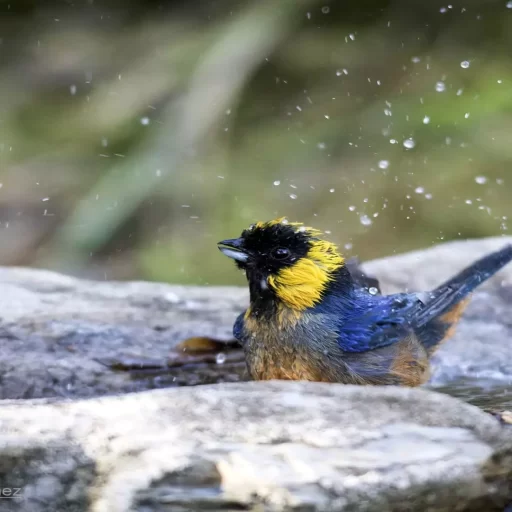 Golden collared Tanager (Iridisornis jelskii)