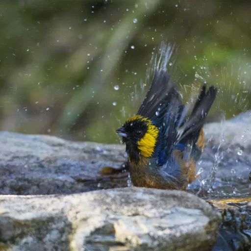 Golden collared tanager