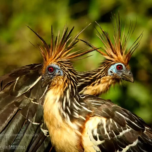 Hoatzin