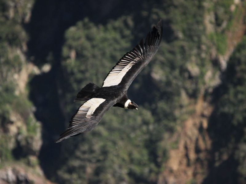 Andean Condor