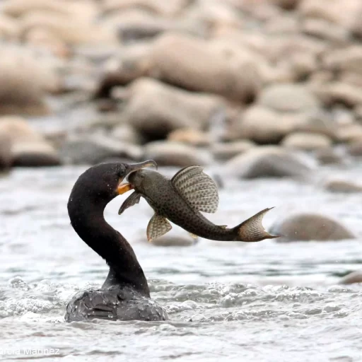 Neotropic Cormorant