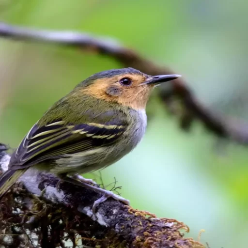 Ochre-faced Tody-Flycatcher (Poecilotriccus plumbeiceps) - copia