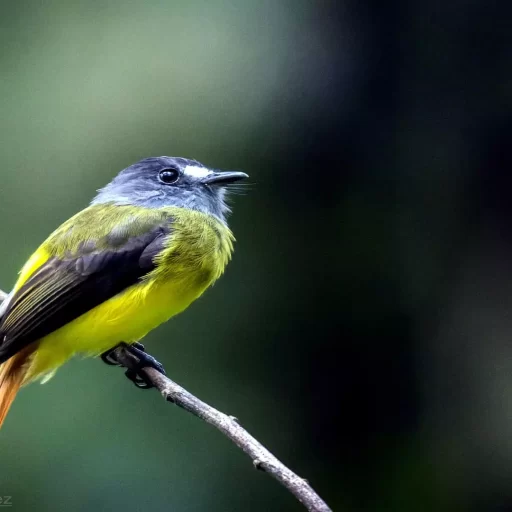 Ornate Flycatcher (Myiotriccus ornatus) - copia