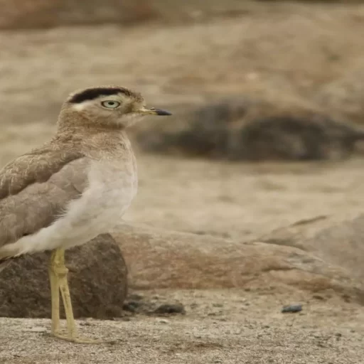 Peruvian Thick-Knee (Burhinus superciliaris)