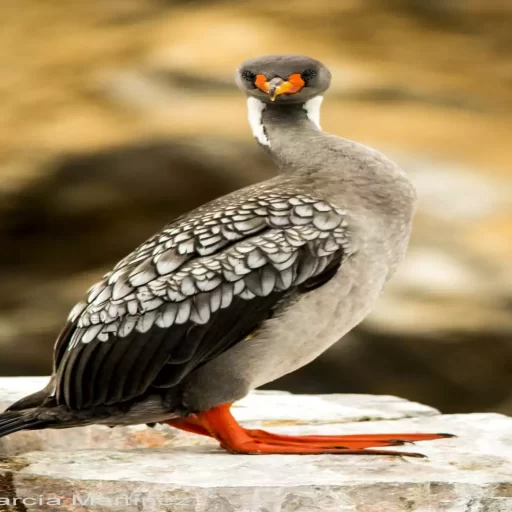 Red-legged Cormorant (Poikilocarbo gaimardi)