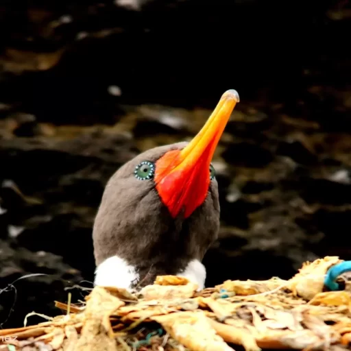 Red-legged Cormorant (Poikilocarbo gaimardi).