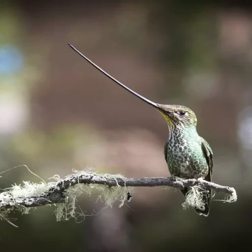 Sword-billed Hummingbird (Ensifera ensifera)