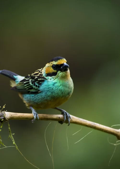 TANAGER