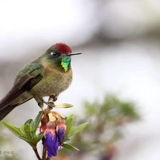Thornbird
