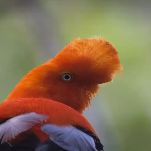 andean Cock of the Rock