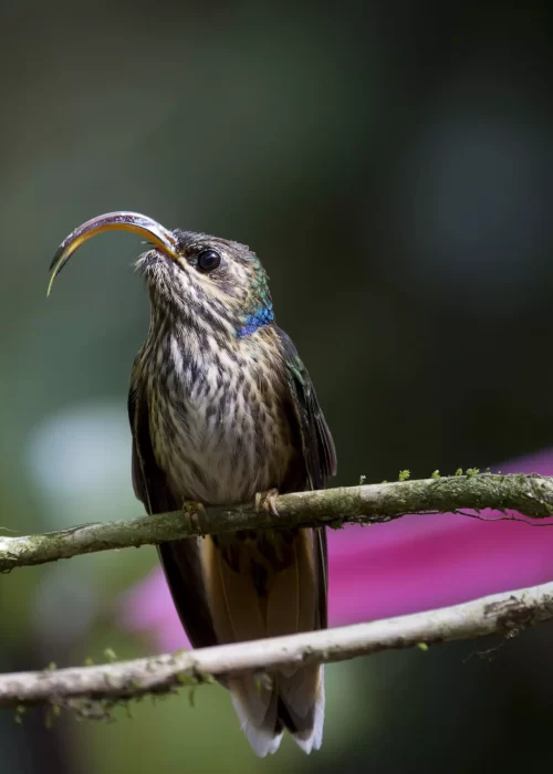 buff tailed sicklebill
