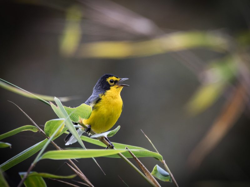 Spectacled Redstart